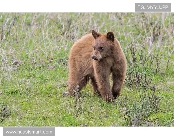 我与黑熊一家：一段跨越物种的温情岁月